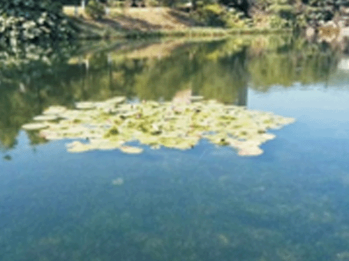 景观水生态修复