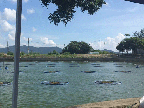 养殖尾水生态修复